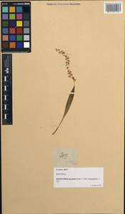 Dendrochilum uncatum Rchb.f., South Asia, South Asia (Asia outside ex-Soviet states and Mongolia) (ASIA) (Philippines)