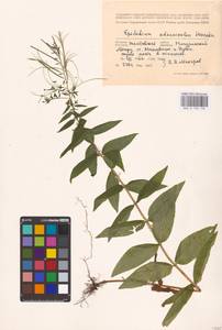 Epilobium ciliatum subsp. ciliatum, Eastern Europe, Central forest-and-steppe region (E6) (Russia)