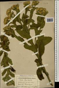Inula thapsoides (M. Bieb.) Spreng., Caucasus, Stavropol Krai, Karachay-Cherkessia & Kabardino-Balkaria (K1b) (Russia)