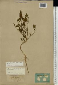 Atriplex patens (Litv.) Iljin, Eastern Europe, Lower Volga region (E9) (Russia)