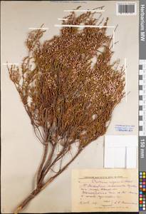 Calluna vulgaris (L.) Hull, Eastern Europe, Central forest region (E5) (Russia)