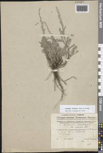 Artemisia lercheana Weber ex Stechm., Eastern Europe, Eastern region (E10) (Russia)