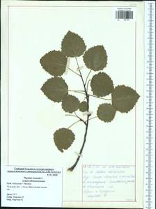 Populus tremula L., Eastern Europe, Central region (E4) (Russia)