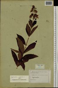 Lysimachia vulgaris L., Siberia (no precise locality) (S0) (Russia)