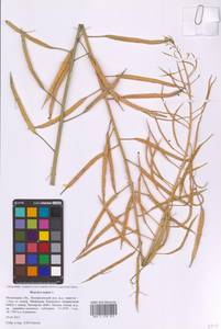 Brassica napus L., Eastern Europe, Moscow region (E4a) (Russia)