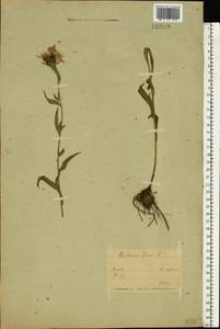 Centaurea jacea L., Eastern Europe, Belarus (E3a) (Belarus)