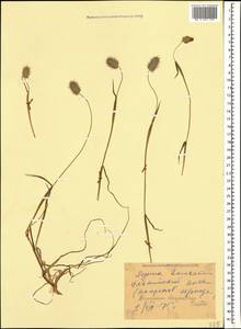 Alopecurus dasyanthus Trautv., Caucasus, Stavropol Krai, Karachay-Cherkessia & Kabardino-Balkaria (K1b) (Russia)