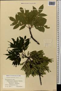 Fraxinus angustifolia subsp. oxycarpa (M.Bieb. ex Willd.) Franco & Rocha Afonso, Caucasus, Black Sea Shore (from Novorossiysk to Adler) (K3) (Russia)