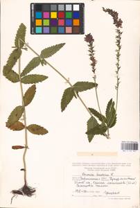 MHA 0 161 051, Veronica teucrium L., Eastern Europe, Central forest-and-steppe region (E6) (Russia)