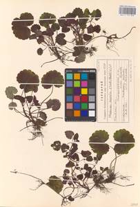 MHA 0 155 838, Glechoma hederacea L., Eastern Europe, North Ukrainian region (E11) (Ukraine)
