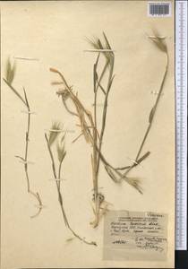 Hordeum murinum subsp. leporinum (Link) Arcang., Middle Asia, Northern & Central Tian Shan (M4) (Kyrgyzstan)