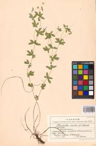 Potentilla erecta (L.) Raeusch., Eastern Europe, Moscow region (E4a) (Russia)