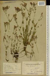 Atocion armeria (L.) Fourr., Eastern Europe, Belarus (E3a) (Belarus)