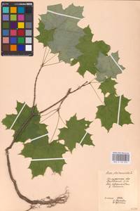 Acer platanoides L., Eastern Europe, Central region (E4) (Russia)