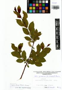 Salix taraikensis Kimura, Siberia, Baikal & Transbaikal region (S4) (Russia)