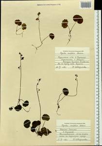 Pyrola renifolia Maxim., Siberia, Russian Far East (S6) (Russia)