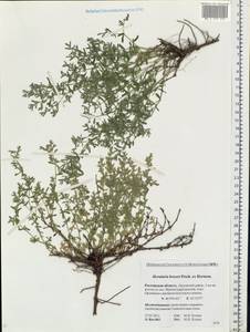 Herniaria incana Lam., Eastern Europe, Rostov Oblast (E12a) (Russia)