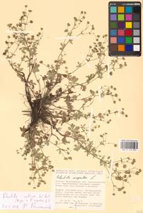 Potentilla collina Wibel, Eastern Europe, Central forest-and-steppe region (E6) (Russia)