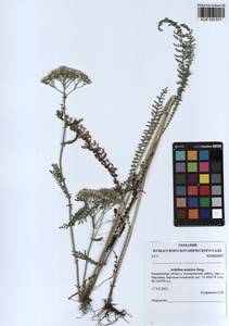 Achillea asiatica Serg., Siberia, Altai & Sayany Mountains (S2) (Russia)