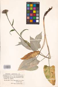 Saussurea controversa DC., Eastern Europe, Eastern region (E10) (Russia)