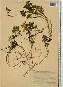 Lamium tomentosum Willd., Caucasus, Stavropol Krai, Karachay-Cherkessia & Kabardino-Balkaria (K1b) (Russia)