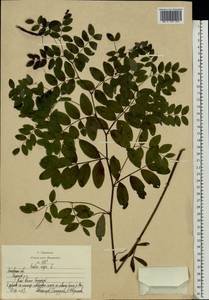 Lathyrus niger (L.) Bernh., Eastern Europe, Moscow region (E4a) (Russia)