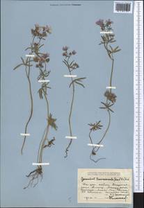 Geranium linearilobum DC. in Lam. & DC., Middle Asia, Dzungarian Alatau & Tarbagatai (M5) (Kazakhstan)