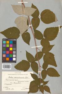 Rubus idaeus subsp. melanolasius Focke, Siberia, Russian Far East (S6) (Russia)