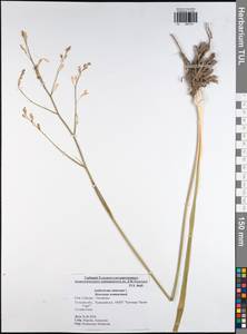 Anthericum ramosum L., Eastern Europe, Central region (E4) (Russia)