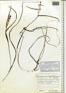 Sparganium hyperboreum Laest. ex Beurl., Eastern Europe, Northern region (E1) (Russia)