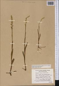Platanthera dilatata (Pursh) Lindl. ex L.C.Beck, America (AMER) (Canada)
