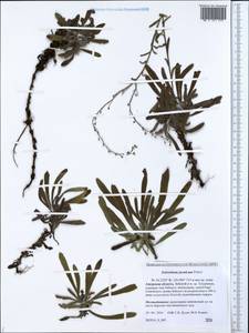 Eritrichium jacuticum Popov, Siberia, Russian Far East (S6) (Russia)