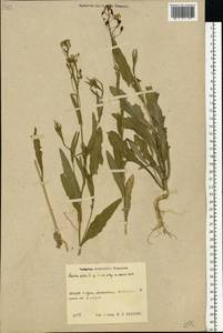 Camelina alyssum (Mill.) Thell., Eastern Europe, Central region (E4) (Russia)