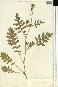 Erucastrum gallicum (Willd.) O.E.Schulz, Eastern Europe, Central forest-and-steppe region (E6) (Russia)