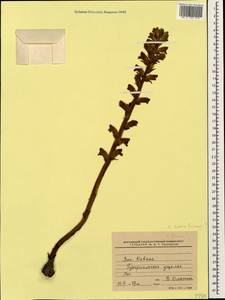 Orobanche, Caucasus, Krasnodar Krai & Adygea (K1a) (Russia)