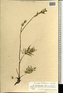 Pimpinella thellungiana H. Wolff, Mongolia (MONG) (Mongolia)