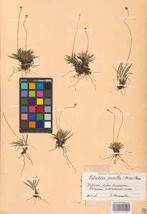 Tofieldia pusilla (Michx.) Pers., Eastern Europe, Northern region (E1) (Russia)