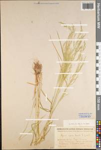 Apera spica-venti (L.) P.Beauv., Eastern Europe, Northern region (E1) (Russia)