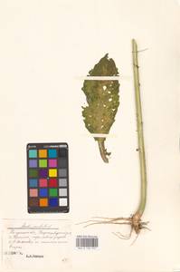 Catolobus pendulus (L.) Al-Shehbaz, Eastern Europe, Central region (E4) (Russia)