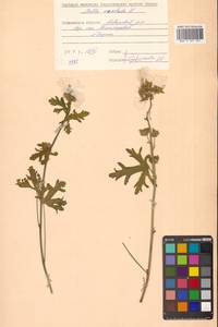 Malva moschata L., Siberia, Russian Far East (S6) (Russia)