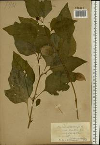 Alkekengi officinarum Moench, Eastern Europe, North Ukrainian region (E11) (Ukraine)