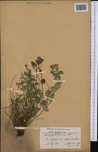 Clinopodium frivaldszkyanum (Degen) Bräuchler & Heubl, Western Europe (EUR) (Bulgaria)