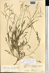 Diplotaxis muralis (L.) DC., Eastern Europe, Western region (E3) (Russia)