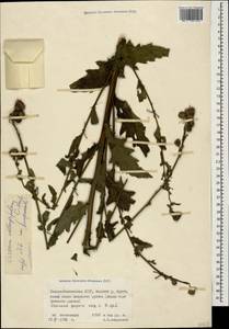 Cirsium oblongifolium K. Koch, Caucasus, North Ossetia, Ingushetia & Chechnya (K1c) (Russia)