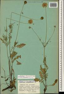 Scabiosa bipinnata C. Koch, Caucasus, Armenia (K5) (Armenia)
