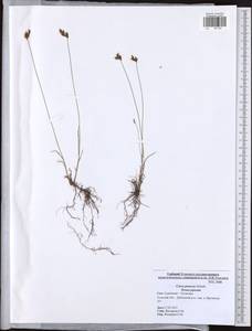 Carex praecox Schreb., Eastern Europe, Central region (E4) (Russia)