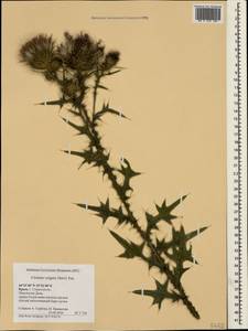 Cirsium vulgare (Savi) Ten., Crimea (KRYM) (Russia)