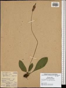 Plantago media L., Eastern Europe, Central region (E4) (Russia)