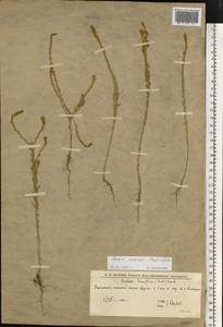 Sedobassia sedoides (Pall.) Freitag & G.Kadereit, Eastern Europe, Lower Volga region (E9) (Russia)