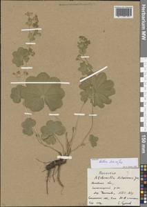 Alchemilla baltica Sam. ex Juz., Eastern Europe, Moscow region (E4a) (Russia)